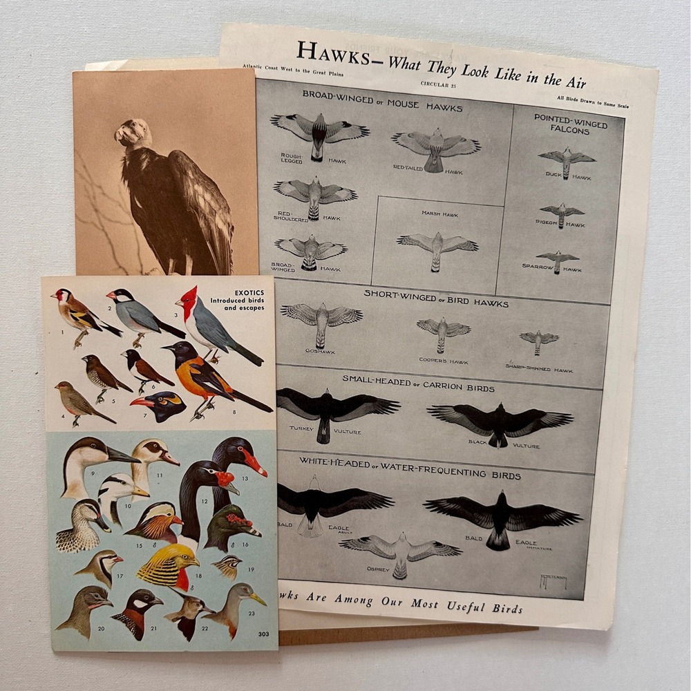 All Things Birds - Vintage Ephemeral Pack of 40 Pieces: stamps, postcard, pages - Picture 2 of 9